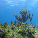 Impact of coral chemical compounds on reef health