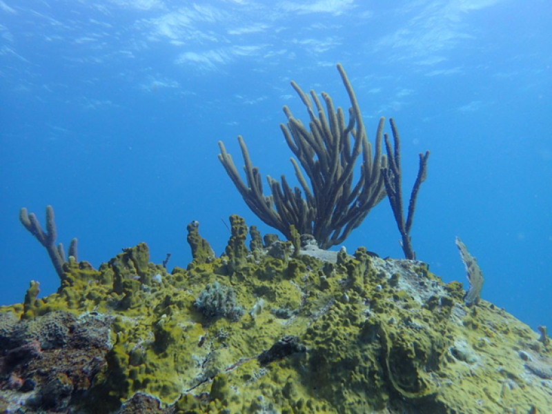 Impact of coral chemical compounds on reef health