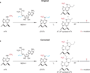 Author Correction: m6A RNA modifications are measured at single-base resolution across the mammalian transcriptome