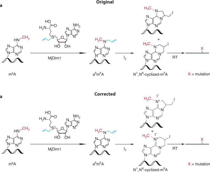 Author Correction: m6A RNA modifications are measured at single-base resolution across the mammalian transcriptome