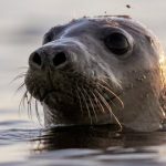 Scientists are using facial recognition software to track and protect seals