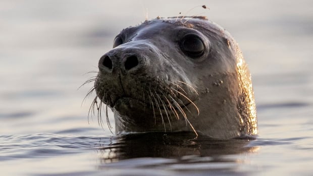 Scientists are using facial recognition software to track and protect seals