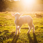 Herbs for sheep