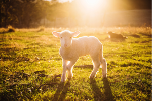 Herbs for sheep