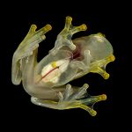 Glass frogs turn translucent by ‘hiding’ blood in their liver