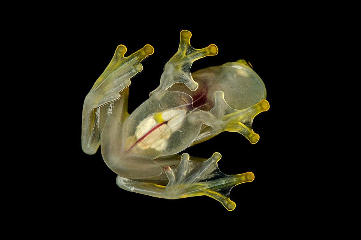 Glass frogs turn translucent by ‘hiding’ blood in their liver