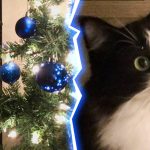 15 Times Pets Gave Extra Meaning and Wonder to the Holiday Season