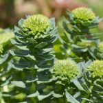 6 Impressive Health Benefits of Rhodiola Rosea (Golden Root)