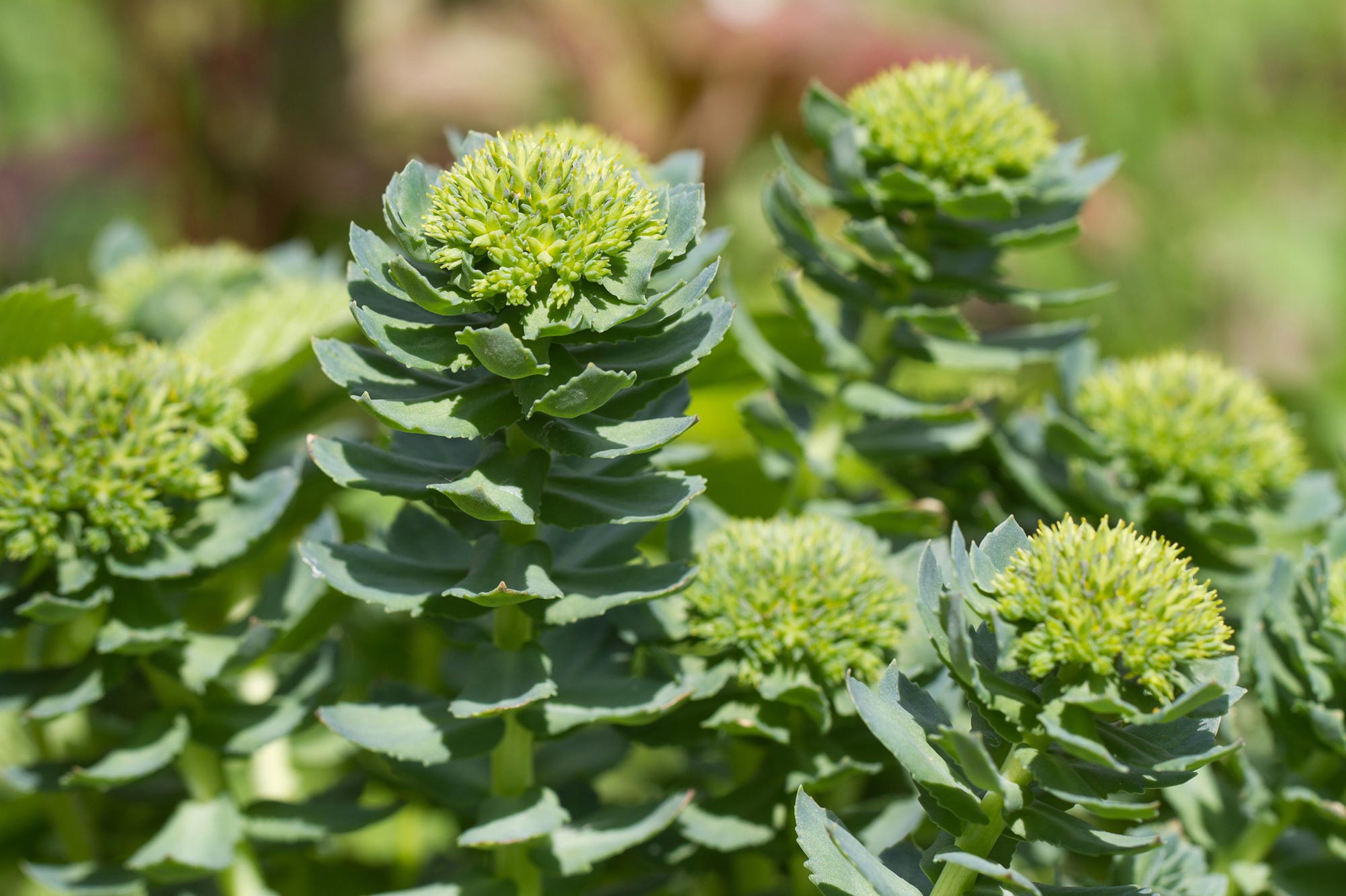 6 Impressive Health Benefits of Rhodiola Rosea (Golden Root)