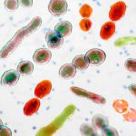 Your microbiome ages as you do—and that’s a problem