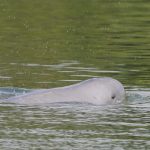 Deaths of 3 endangered Cambodian dolphins raise alarm