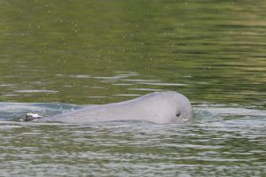 Deaths of 3 endangered Cambodian dolphins raise alarm