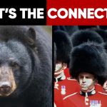 UK Politics: Are The Royal Guard’s Fur Hats Really Made Of Bearskin?