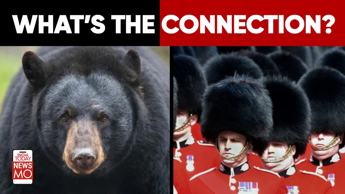 UK Politics: Are The Royal Guard’s Fur Hats Really Made Of Bearskin?