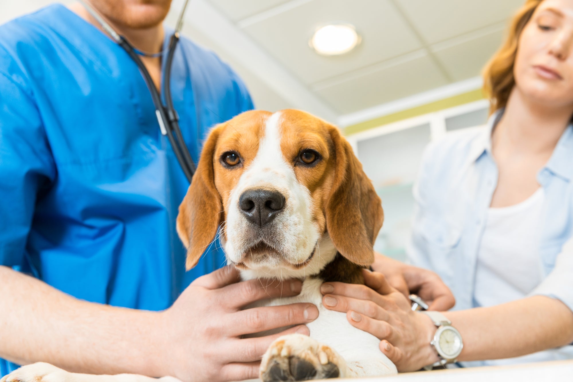 The National Institutes of Health is studying our furry best friends to learn about ourselves