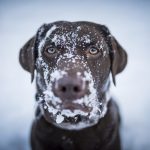 Dog Who ‘Froze’ in -35 Degree Wind Forced To Be Rescued by Owner