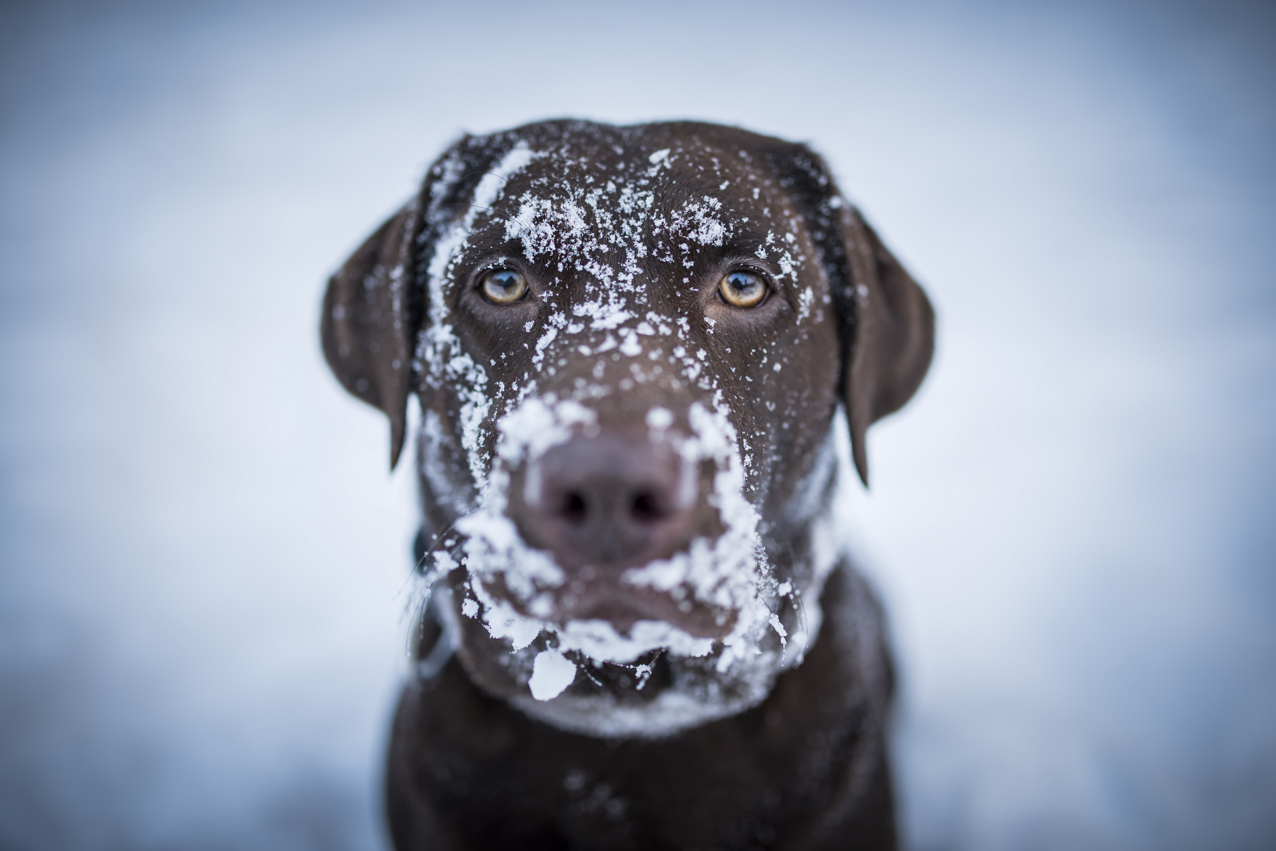 Dog Who ‘Froze’ in -35 Degree Wind Forced To Be Rescued by Owner