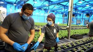 Big Tobacco’s divestment from Quebec’s Medicago ‘a step in the right direction’ for its COVID vaccine