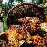 Lack of sustainability limits funds, markets for oil palm producers