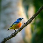 NATURAL WORLD: Birdsong benefits mental health, study finds