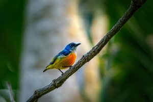 NATURAL WORLD: Birdsong benefits mental health, study finds