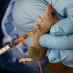 Lassa fever: No health worker infected in reporting week 52 – NCDC