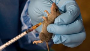 Lassa fever: No health worker infected in reporting week 52 – NCDC