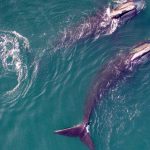 We Must Save the North Atlantic Right Whale to Save Ourselves