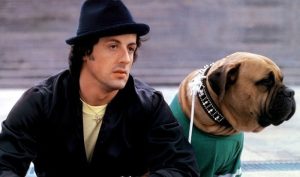 Tragic Story of Butkus: The Dog Sylvester Stallone Was Forced to Sell Before ‘Rocky’