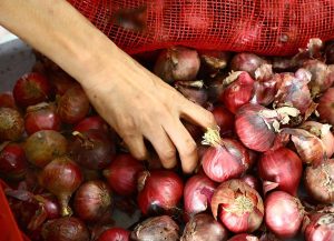 Onion price drops after import approval