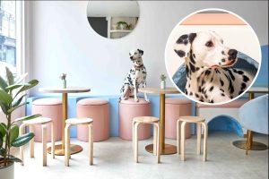 ‘I Opened Up a Dog Cafe. Customers Say It’s Changed Their Lives’