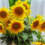 Decorating with Sunflowers