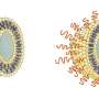 Biocompatible polymer protection for vaccines and drugs