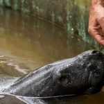 Get a rare glimpse into the hidden lives of Amazonian manatees