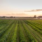 Regenerative farming links soil health to human health