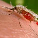 mRNA Vaccines Offer One-Two Punch To Combat Malaria – Could Help Save Millions of Lives