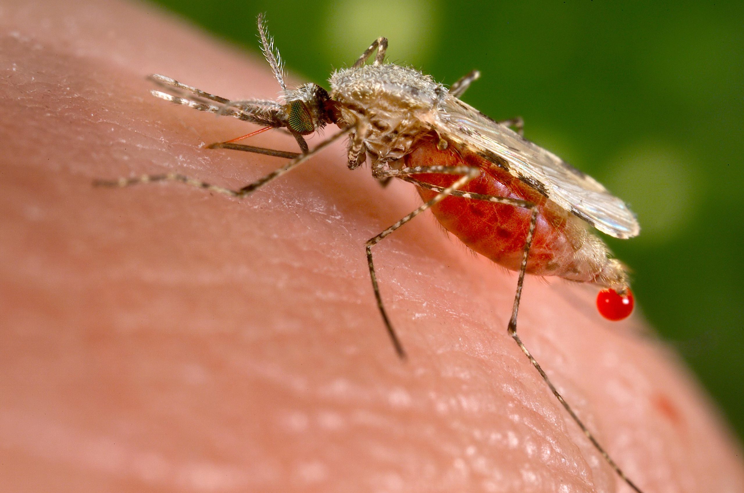 mRNA Vaccines Offer One-Two Punch To Combat Malaria – Could Help Save Millions of Lives