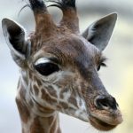 Niger’s threatened giraffes find new home