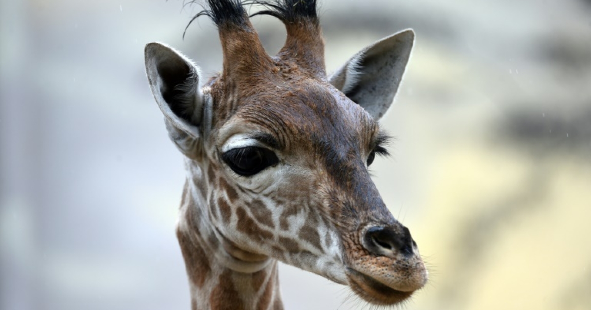 Niger’s threatened giraffes find new home