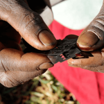 Female genital mutilation costs $1.4b spent yearly — Hacey Health Initiative