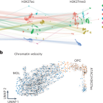 Single-cell nanobody-based profiles of multiple epigenetic modalities and chromatin velocity