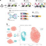 Multiplexed mapping of chromatin features at single-cell resolution