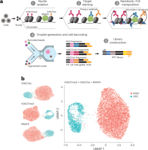 Multiplexed mapping of chromatin features at single-cell resolution