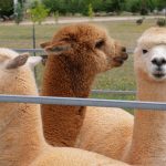 The woolly issue facing alpaca farmers: Why local producers can’t meet soaring demand