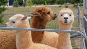 The woolly issue facing alpaca farmers: Why local producers can’t meet soaring demand