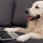 Chewy is doggedly trying to expand into pet telehealth