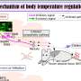 Study identifies key neurons that maintain normal body temperature in mammals