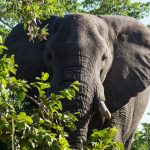 Elephants promote jumbo trees, boosting the carbon stores in Africa’s forests