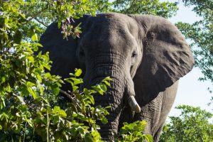 Elephants promote jumbo trees, boosting the carbon stores in Africa’s forests