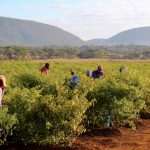 Too cool for the office: Meet the young, hip, successful farmers of Zimbabwe